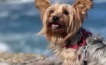 Clínica veterinaria lovets