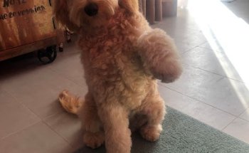 Centro Veterinario Internacional