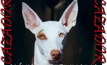 Clínica Veterinaria Cazador