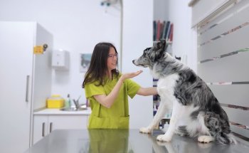 Clínica Veterinaria Arcadia