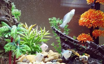 Veterinario 24 horas en Zafra