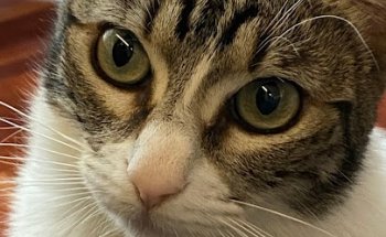 Albaitari-Klinika / Clínica Veterinaria Zizur