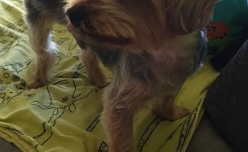 Centre Veterinari de Ponent