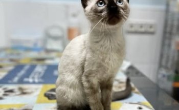 Centro Veterinario del Carmen