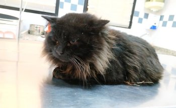 Clínica Veterinaria Ordás C.B.