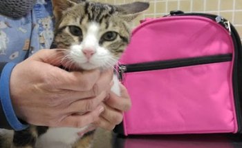 Archidona Clínica Veterinaria