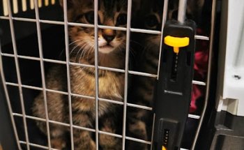 Enrique Domínguez Sánchez. Lafuente