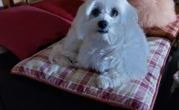 Serveis Veterinaris Arenys de Munt