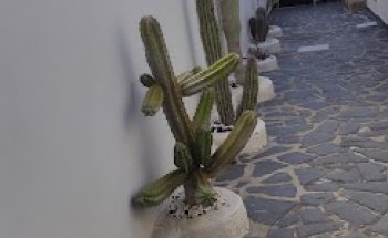 Veterinario Cesar Bertoldi