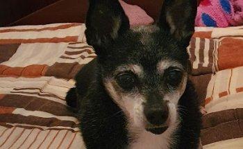 Vet Conímbriga - Centro Veterinário, Lda.