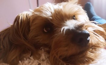 centro veterinario pidalvet (Urgencias 639619838)