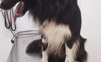 Clínica Veterinaria Muriedas