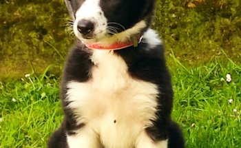 Clínica Veterinaria Anjana