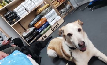 Tartanga Castro Urdiales Clinica Veterinaria