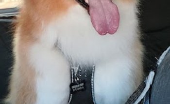 Clínica Veterinaria Lourdes Caballero