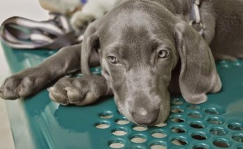Centro Quirúrgico Veterinario Algabeño