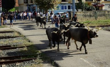 Clínica Veterinaria Carmen Calzada