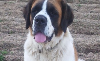 Centro Veterinario Cuerva Criadores