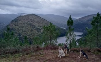 AnimalVet Clinica Veterinaria