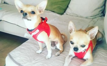 Clínica Veterinaria de Carboneras