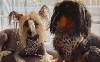 Clínica Veterinaria El Perro Verde