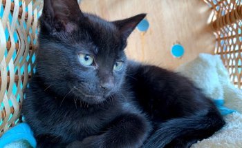 El Trébol Clínica Veterinaria