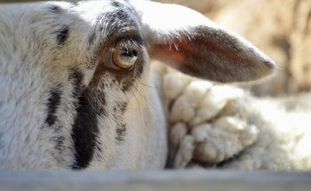 Veterinari St Cebrià de Vallalta