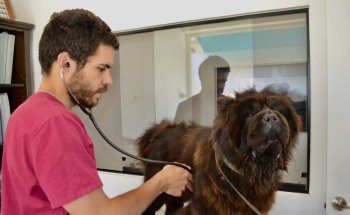 Veterinari St Cebrià de Vallalta