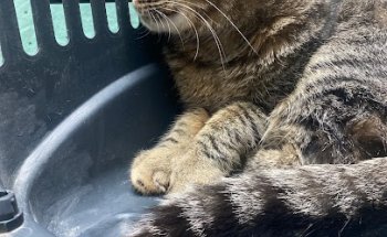 Clinica Veterinaria Calafell