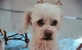 Consulta Veterinaria