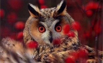 Clínica Veterinaria Colindres