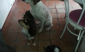 Clínica Veterinaria Cuéllar