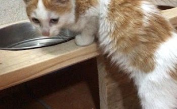 Centro Veterinario Colmillos y Zarpas S.L.