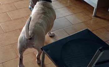 Clinica Veterinaria L Alqueria C.b.