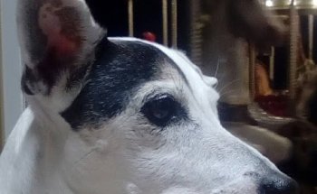 Clínica Veterinaria Criado