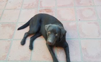 Oficina Veterinaria de Zona de Jerez de los Caballeros