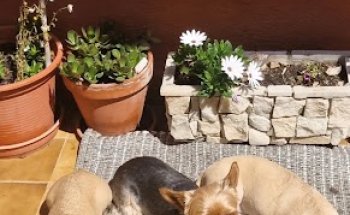 Clínica Veterinaria Rosa Macià