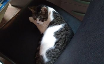 Clínica Veterinaria El Salvador (La Matanza de Acentejo)