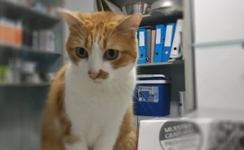 Clínica Veterinaria Albeitar