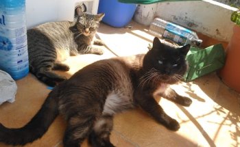 Clinica Veterinaria La Victoria