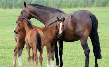 Clínica Equina La Sierra