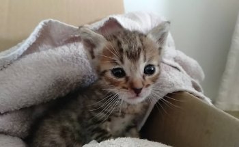 VETERINARIS MASSANASSA