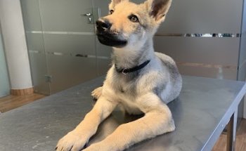 Consultori Veterinari Divendres