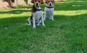 Clínica veterinària ARENAL