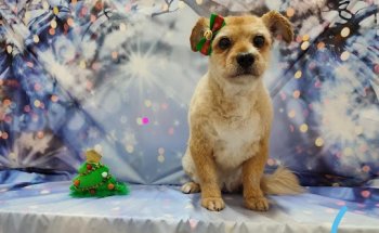 CLINICA VETERINARIA ANA SÁNCHEZ (Calle Rollo,25 Miajadas)