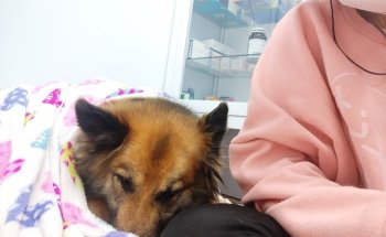 Clinica Veterinaria Salvador