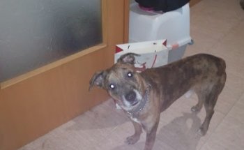 MONTVET Montbrió del Camp