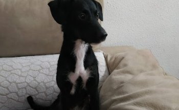 Centre Veterinari del Vallès