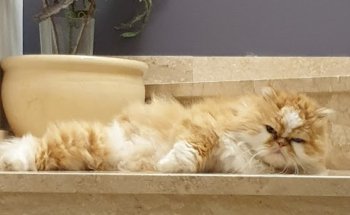 Clinica Veterinaria Montserrat