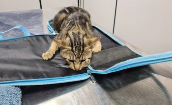 Pedro José Giménez Platero